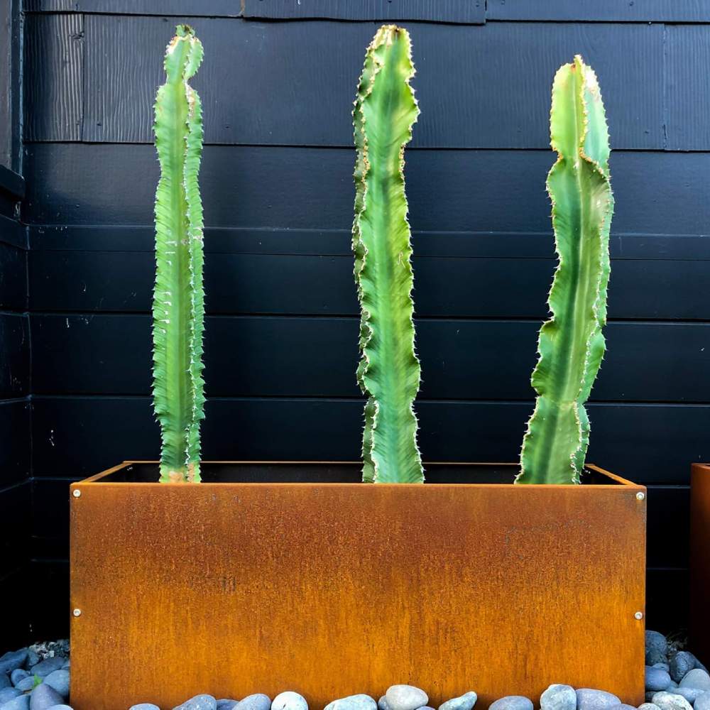 A rusted corten steel planter and garden edging in a Canadian garden